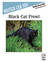 Black Cat Prowl piano solo sheet music