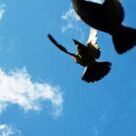 Cover icon of Dejlig Er Den Himmel Bla sheet music for piano solo by J.G. Meidell, Herbert Moller and Nicolai F.S. Grundtvig, classical score, intermediate skill level