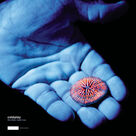 Cover icon of See You Soon sheet music for voice and other instruments (fake book) by Coldplay, Chris Martin, Guy, Buckland, Jon Berryman and Will Champion, intermediate skill level