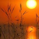 Cover icon of AftenglAud - Sol GAr Under BAl Og Brand sheet music for voice, piano or guitar by Poul Feldvoss and Vagn Norgaard, intermediate skill level