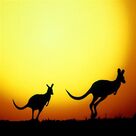 Cover icon of I'm Hoppity Hop The Kangaroo sheet music for voice and other instruments (fake book) by Janice Webb, intermediate skill level