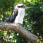 Kookaburra Sits In The Old Gum Tree sheet music download