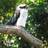Kookaburra Sits In The Old Gum Tree voice and other instruments sheet music